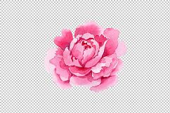 Crimson Peonies PNG watercolor set Product Image 12