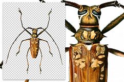 Beetle - Insects - Vintage Bugs Product Image 2