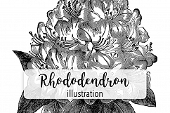 Rhododendron - Vintage Florals Product Image 1