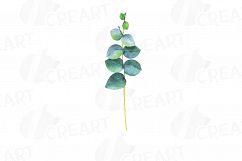 Eucalyptus leaves and branches watercolor clip art pack, Eucalyptus design elements. PNG, jpg, svg, vector illustrator &amp; corel files included Product Image 16