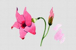 Wildflower pink dipladies PNG watercolor set   Product Image 4