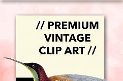 Birds - Vintage Crimson Topaz Male Hummingbird Product Image 2