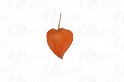 Watercolor Chinese Lantern clip art pack, Physalis alkekengi Product Image 27