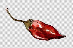Red pepper vegetables PNG watercolor set Product Image 1