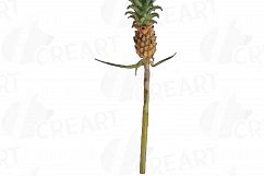 Watercolor Pineapple clip art pack, watercolor ananas clip art exotic fruit, Printable png, pdf, jpg, svg, eps and vector files included. Product Image 3