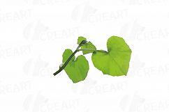 Watercolor pumpkin clip art pack, Pumpkin plant and flowers Product Image 18