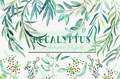 Eucalyptus. Watercolour clipart. Product Image 8