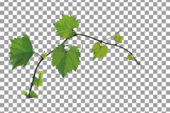 Grapes clip art watercolor wine grape, branch, flowers, leaf Product Image 11