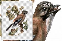 Birds - Vintage Jay Product Image 2
