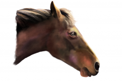 Horses | Digital Watercolor Clip Art | PNG/JPEG Product Image 4