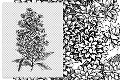 Florals - Vintage Black and White Deutzia Flowers Product Image 2