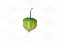 Watercolor Chinese Lantern clip art pack, Physalis alkekengi Product Image 22