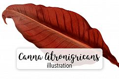 Leaves - Vintage Canna Atronigricans Product Image 1