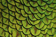 Colourful Birds Feathers Texture Images Bundle Product Image 5
