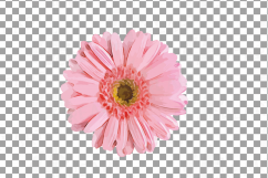 Watercolor Gerbera Daisy clip art pack, colorful gerbers Product Image 9