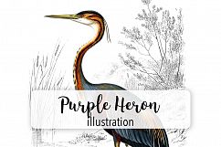Birds - Vintage Purple Heron Product Image 1
