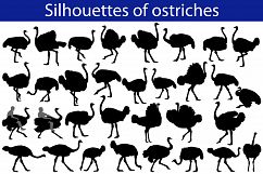 Silhouette of ostrich Product Image 1