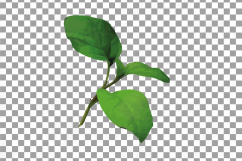 Watercolor Chinese Lantern clip art pack, Physalis alkekengi Product Image 17