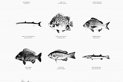 Premium Fishes Illustrations Product Image 2