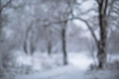Blurred snow forest Product Image 1