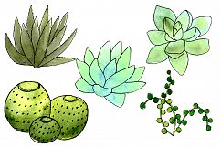 Watercolor Succulents and Cacti Illustrations Product Image 2