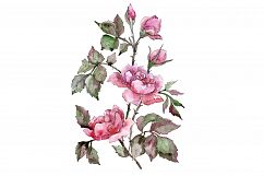 Elegant bouquet of pink rose PNG watercolor set Product Image 1