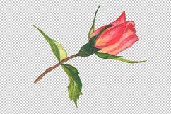 Two red roses PNG watercolor set Product Image 1