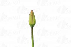 Tulip watercolor clip art pack, watercolor tulip design Product Image 4