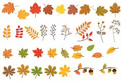 Autumn leaves clipart, Fall foliage clip art set Product Image 2