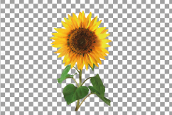 Sunflower watercolor clip art pack, watercolor sunflower design elements, floral PNG, jpg, svg, vector illustrator &amp; corel files included Product Image 13