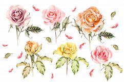 Hand drawn watercolor roses Product Image 3