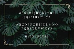 Monstera Product Image 2