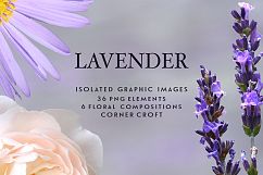 Lavender clipart, isolated lavender graphic Product Image 4