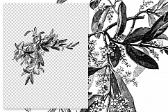Black and White Flowers - Vintage Florals Product Image 2
