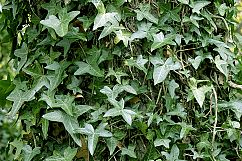 Leaf Patterns and Leaves Texture Backgrounds Bundle Product Image 6