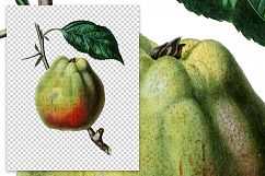 Fruit - Vintage Gilliflower Apple Product Image 2