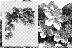 Trailing Arbutus Leaves - Vintage Florals Product Image 2