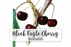 Fruit - Vintage Black Eagle Cherry Product Image 1