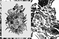 Florals - Vintage Black and White Iris Product Image 2