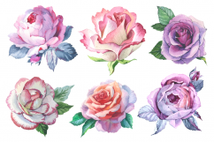 Romantic set of 6 PNG watercolor roses Product Image 4