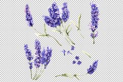 Watercolor beautiful lavender PNG set Product Image 2