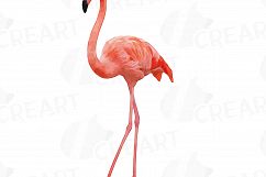 Watercolor Flamingos Clipart with watercolor leafs. 5 flamingos and 7 green leafs, flamingos and leafs collection, greenery, diy invitation Product Image 13