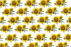 autumn hand painting sunflower pattern Product Image 1
