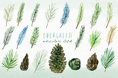 Evergreen. Watercolor clipart Product Image 3