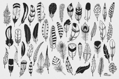 Hand Illustrated Feathers Product Image 2