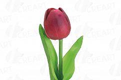 Tulip watercolor clip art pack, watercolor tulip design Product Image 11