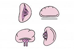 Spleen icon set line color vector Product Image 1