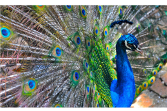 Peacock Product Image 1