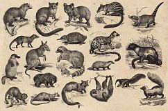 Vintage Animal Vector Graphics Product Image 3