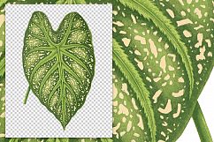 Leaves - Vintage Caladium Mirabile Product Image 3